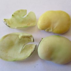 Vicia faba field bean seed showing outer seed coating