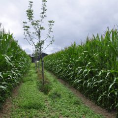 tree row in the middle of a maize field