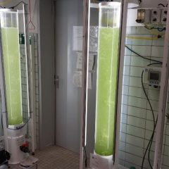 micro-algen