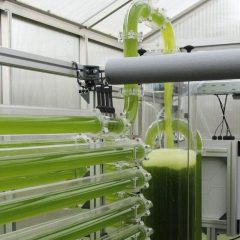 micro-algen proefbuis