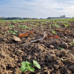 Soil on agricultural field, copyright Ghent University