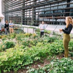 Rows of plants growing on a rooftop; a woman explains to a group