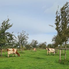 cows agroforestry