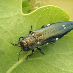 Agrilus jewel beetle (c) Tamás Németh