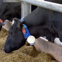 Cow with collar for monitoring