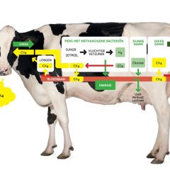 Schematisch overzicht van de methaanproductie en -uitstoot van de koe