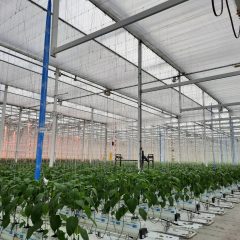 paprika greenhouse