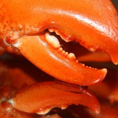 close-up of lobster claws