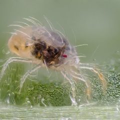 Vrouwelijke spintmijt op een bonenblad