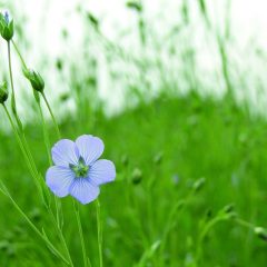 Flax flower