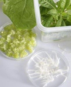 plants and petri dishes with leaves and roots