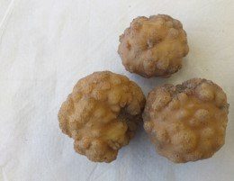 M enterolobii op aardappelen