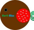 Horti-BlueC