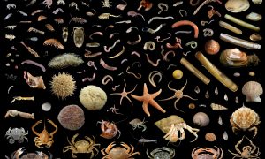 collection of images of benthic organisms