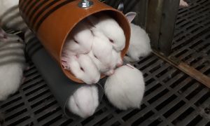 jonge konijntjes schuilen in een buis bij parkhuisvesting