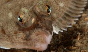 flatfish closeup