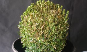 Damaged boxwood plant in a gray pot