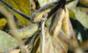 afrijpende sojaplant met groenbruine peulen