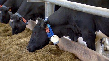 Koeien met halsband in stal tijdens het eten