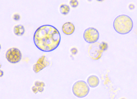 Microscopy plant cells
