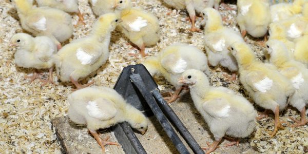 Chicks at a feeder