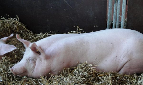adult pig lying in straw