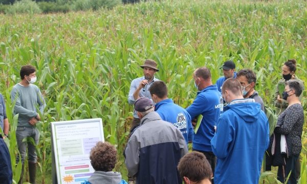 Landbouwers luisteren en kijken bij een veld met mengteelt kuilmais-klimboon