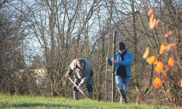 Agroforestry bodem scheppen boom