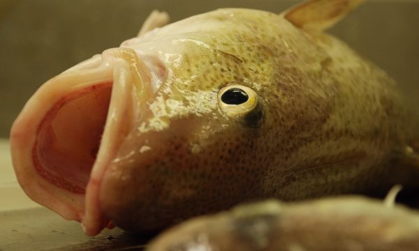 Freshly caught cod with mouth open