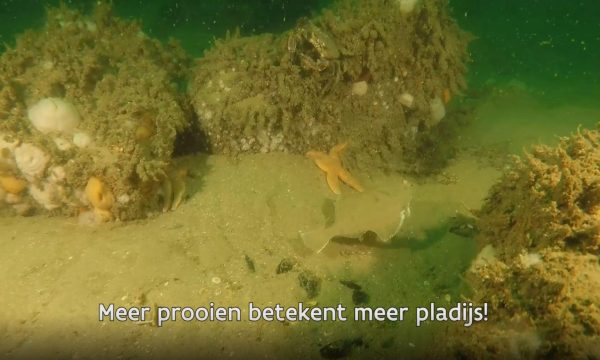 Een pladijs zwemt tussen de steenbrokken van de erosielaag in een windmolenpark