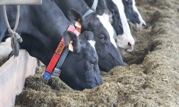 cows eating roughage at feeding trough