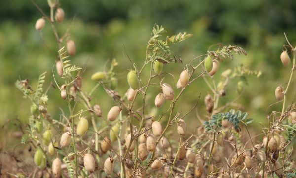 Chickpeas ripening on the plant