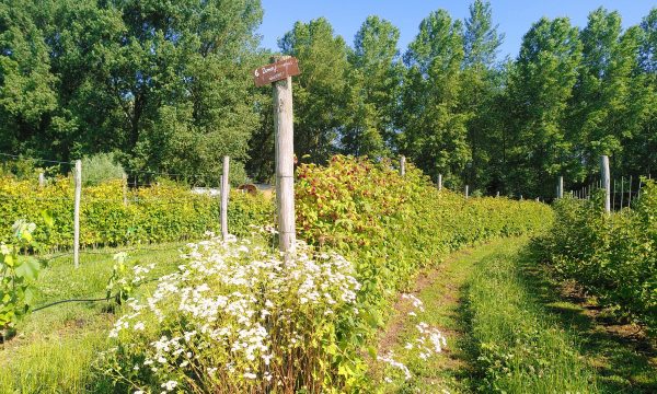 Self pluck rows as a food forest