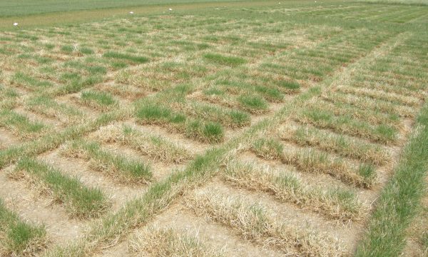 Kleine plotjes gras. De gevolgen van die droogte op de verschillende grasrassen zijn duidelijk zichtbaar.