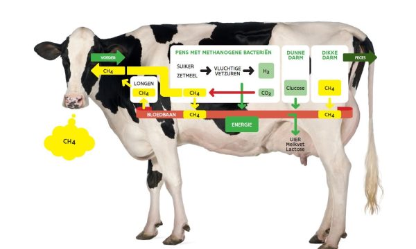 Schematisch overzicht van de methaanproductie en -uitstoot van de koe