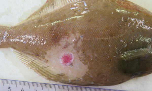 Een platvis (schar) van ongeveer 20 cm met een 1 cm grote huidzweer op een tafel naast een lat.