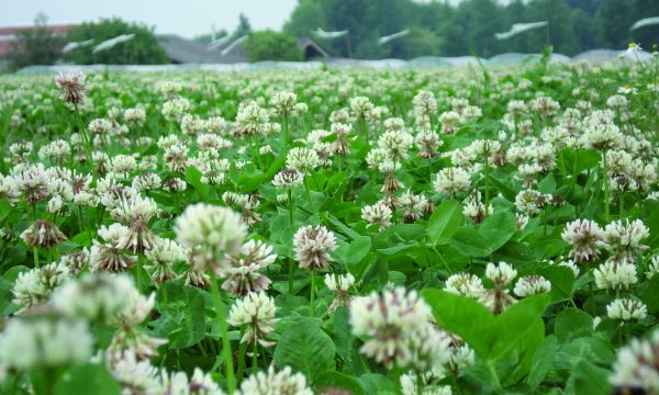 een veld vol witte klaver