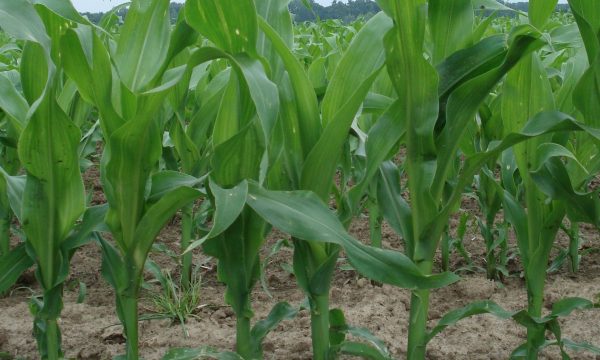jonge kuilmais in de rij op een proefveld