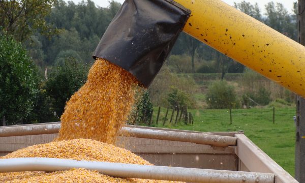 rijpe maïskorrels worden van het veld in een grote laadbak gestort