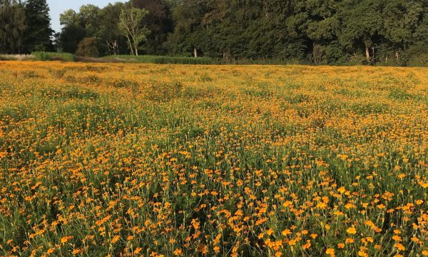 Een veld met oranje bloemetjes