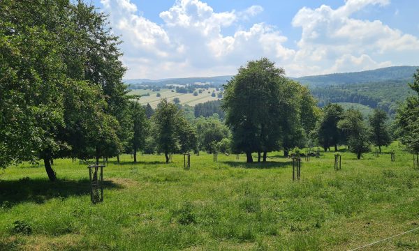 Agroforestry in het buitenland