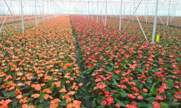 Greenhouse full of orange and red blooming anthurium plants