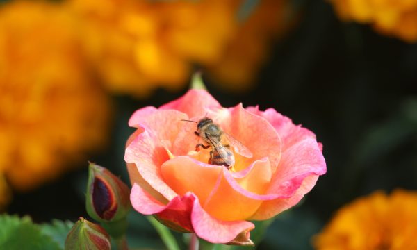 Bee proud 3 - roos en bij