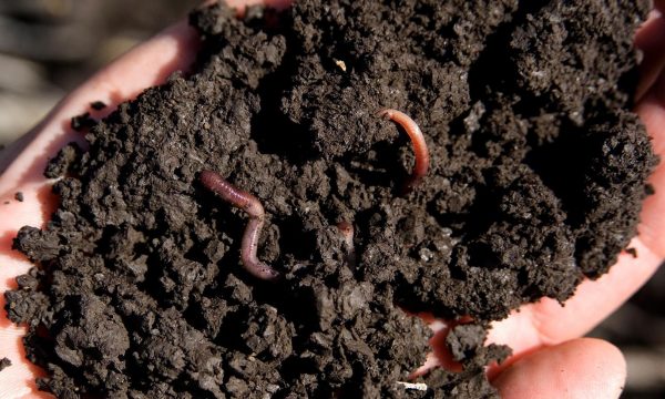 Een handvol bodem met een regenworm