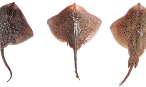 3 species of ray