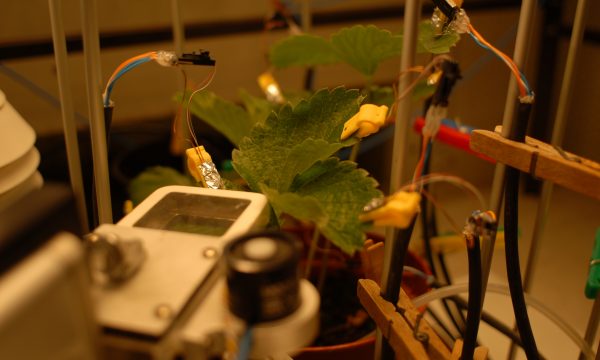 plant hooked up to sensors