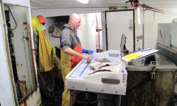 Man using the Smartfish digital measuring board