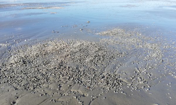 Beach at ebb tide, with mason worms visible