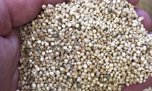 Quinoa ras Bastille oogst 2022