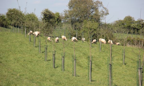 fruitbomen schapen